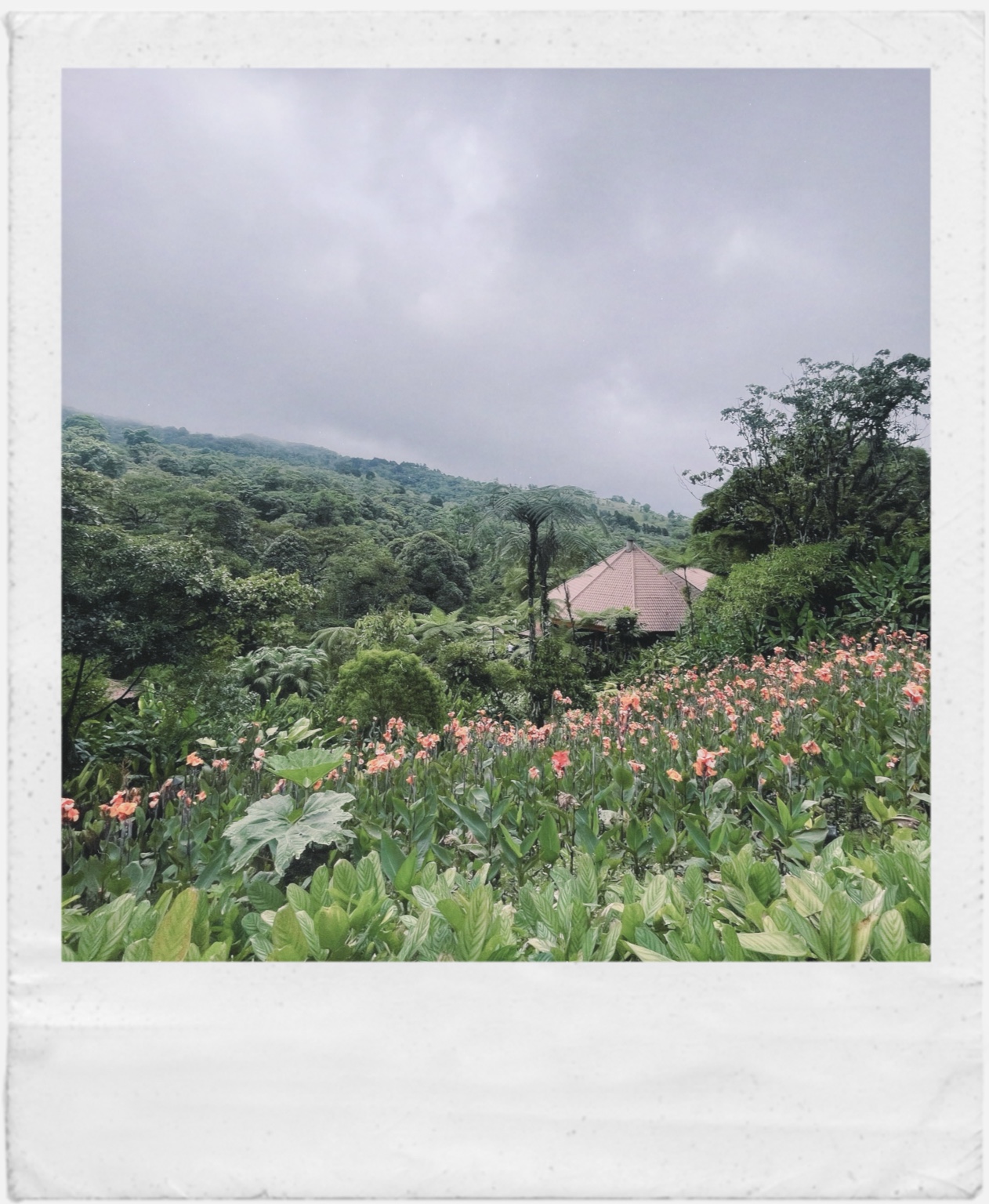 Lush tropical hills and flowers